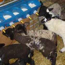 Fishers Mobile Farm - pet lambs at Crabtree Farm, Lupton